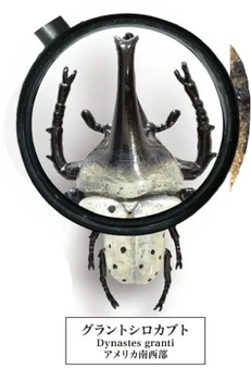 TIPA Original Gashapon Beetle Specimen de Simulare Uang Jucării Gachapon Jucărie Capsulă Model de Păpușă Cadou Cifre Colecta Ornament